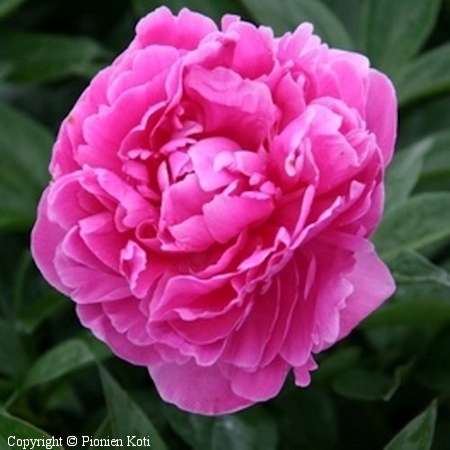 Paeonia lactiflora 'Margaret Truman'